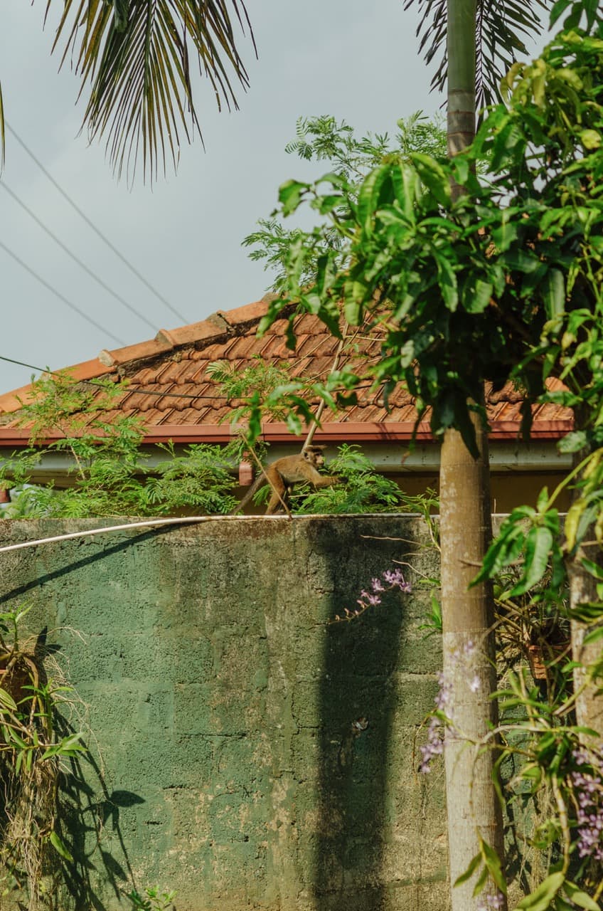 Превью Sri Lanka 2022